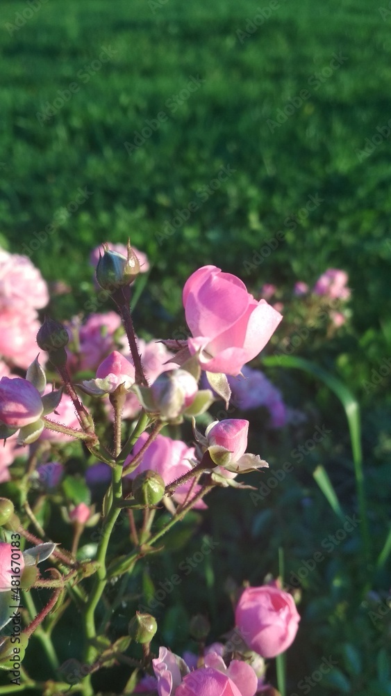 beautiful pink flower at sunset or sunrise