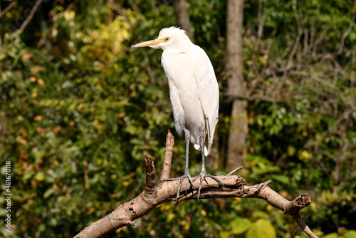 closeup the white heron siting and hold tree branch over out of focus green brown background.