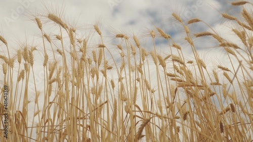 A field of ripening wheat against the sky. Spikelets of wheat with grain shakes the wind. The grain harvest ripens in summer. Agricultural business concept. Ecologically clean wheat. Growing grain