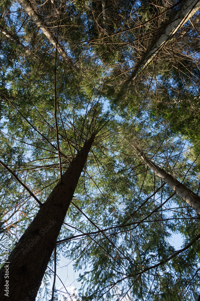 Fototapeta premium Alberi dal basso.