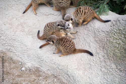 group of meerkats suricata suricatta at play and fighting