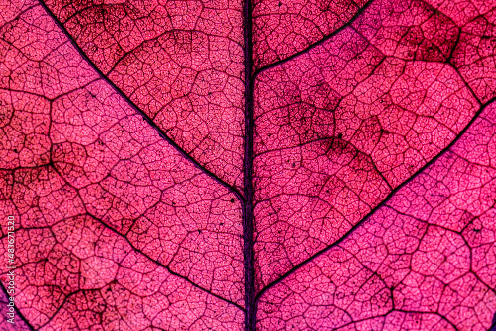 Obraz premium Dry leaf detail texture on white background