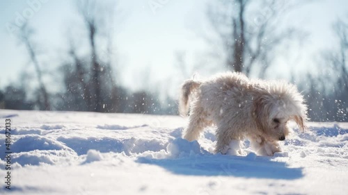 pet white male dwarf poodle shakes the snow off himself slowly on a beautiful sunny winter day outside in the meadow