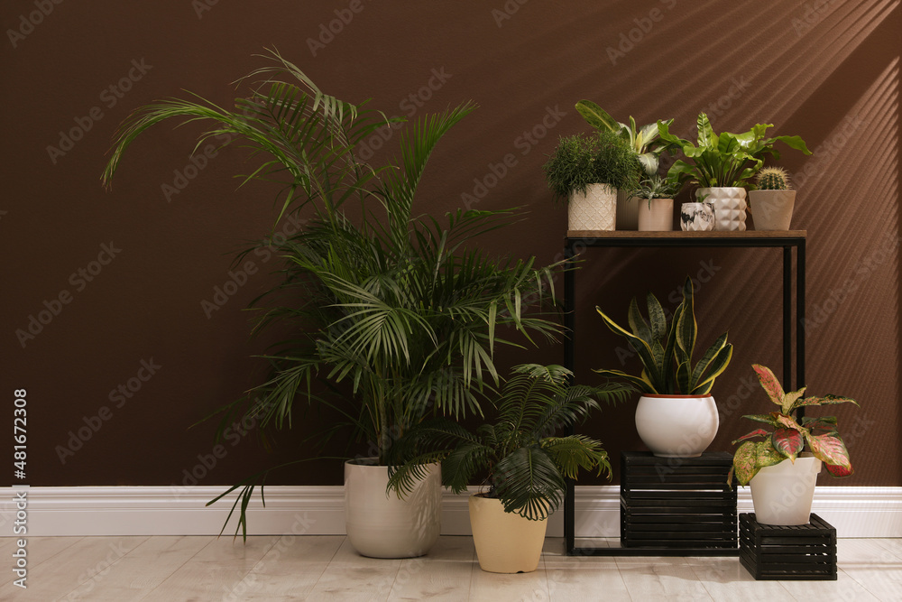 Fototapeta premium Many different houseplants near brown wall in room