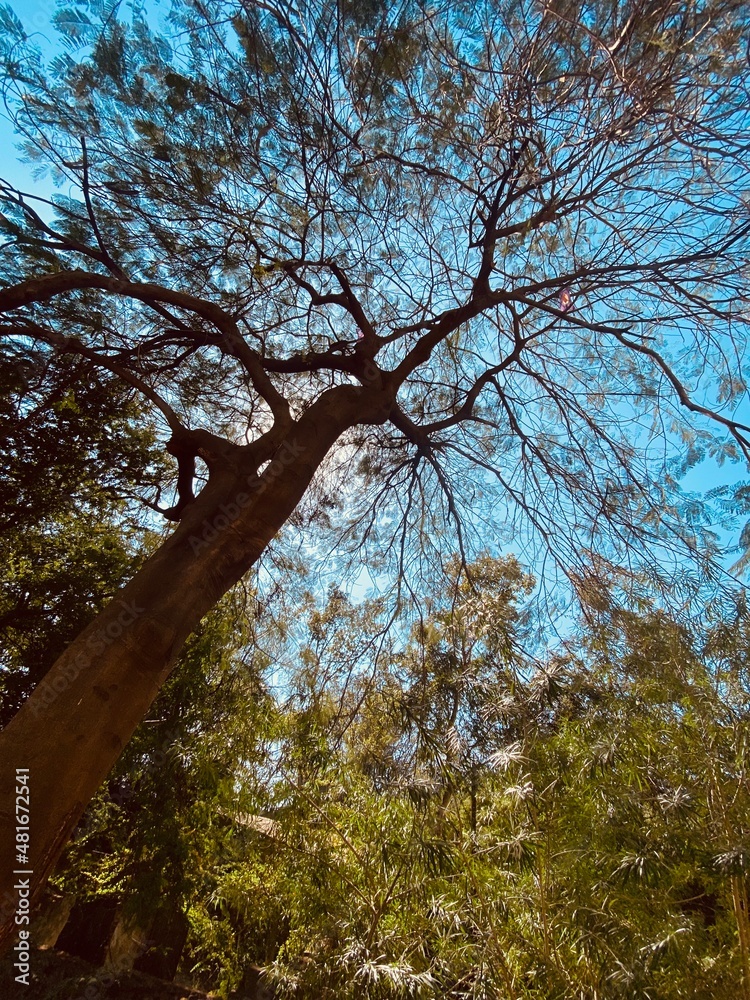 Naklejka premium Low Angle View of tree with blue sky