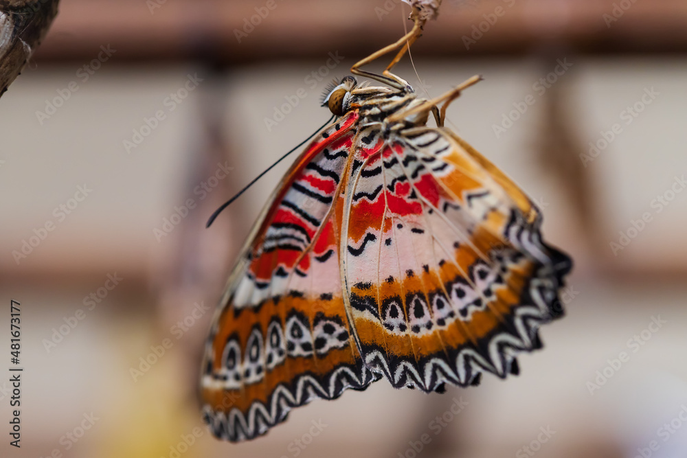 A large colorful butterfly hatched in a butterfly hatchery