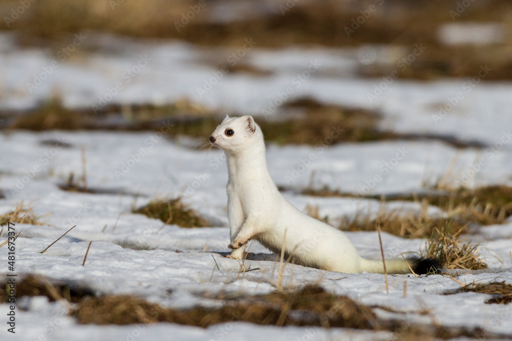 Hermelin (Mustela erminea) im Winterfell Hermelin (Mustela erminea) im Winterfell