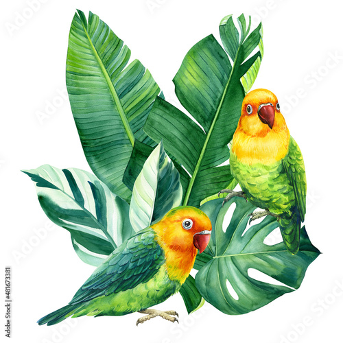 Tropical birds, lovebirds and palm leaves on white background, watercolor illustration, jungle design photo