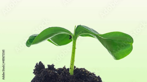 Growing green cucumber plant time lapse. Timelapse seed growing, Closeup nature agriculture shoot. Vegetable sprouting from the ground.
