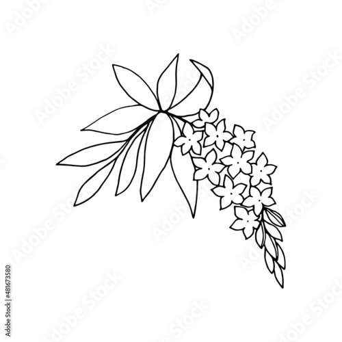 Flowering branch of hebe ornamental garden shrub, buds, flowers, leaves, outline drawing with liner.