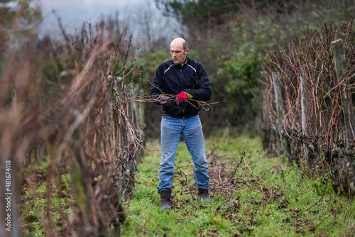 Ouvrier viticole réalisant le travail de décrochage du serment du vigne