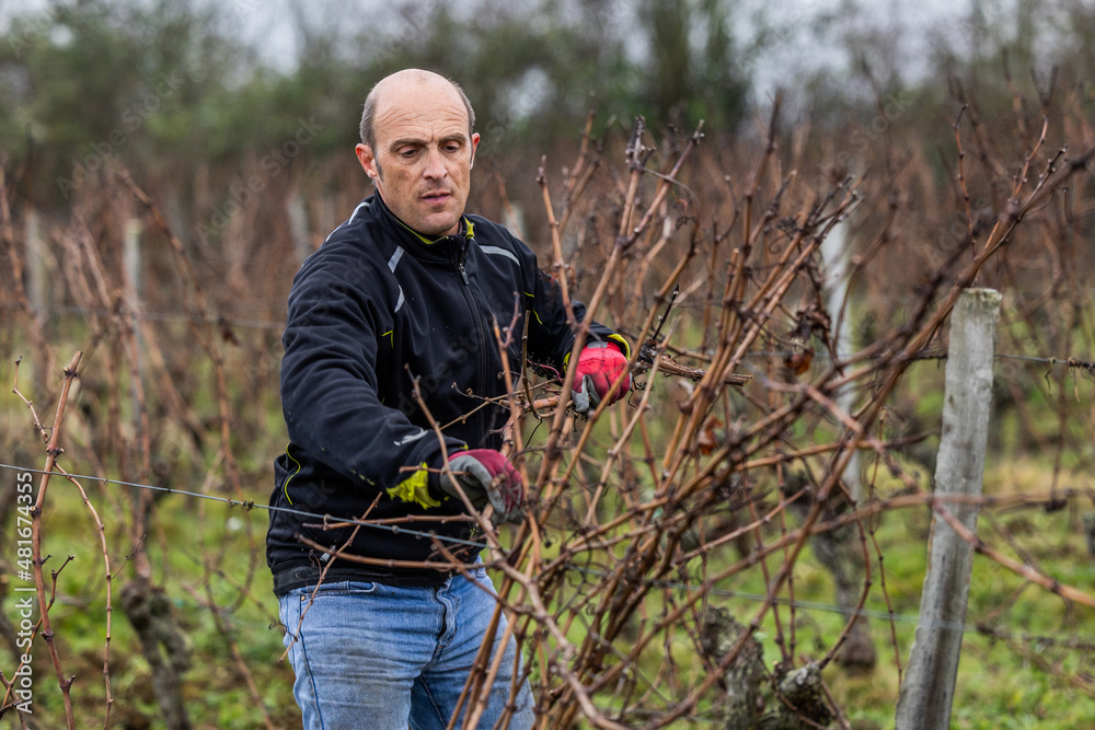 Ouvrier viticole réalisant le travail de décrochage du serment du vigne