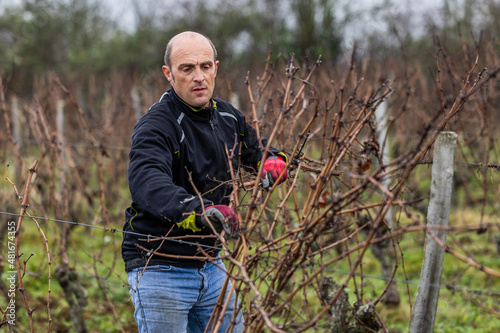 Ouvrier viticole réalisant le travail de décrochage du serment du vigne