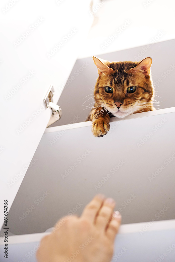 Funny ginger cat playing with owner, sitting on shelf. Playful bengal cat holding out paw, looking down from rack. Funny ginger cat playing with owner, sitting on shelf. Playful bengal cat holding out paw, looking down from rack.