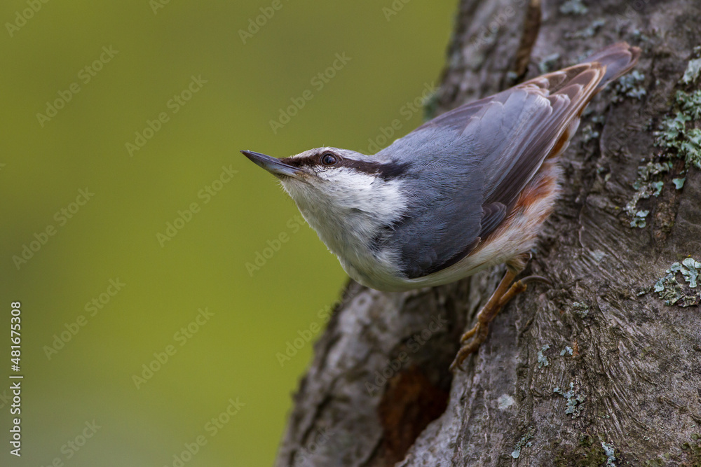 Naklejka premium Nordischer Kleiber (Sitta europaea europaea)