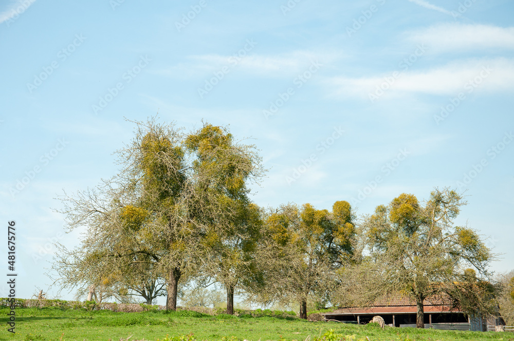 Autumn farm landscape with tree Autumn farm landscape with tree