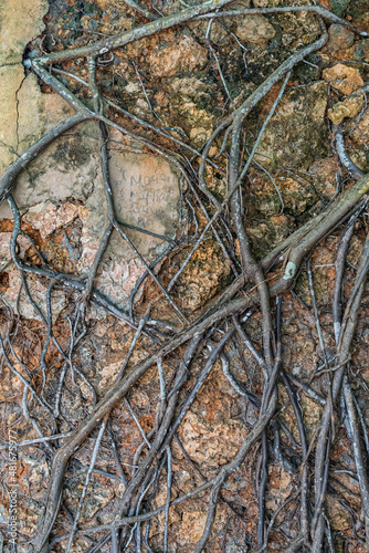 Dry ingrown ivy plant on the wall. Prison island, Zanzibar, Tanzania. © garrykillian