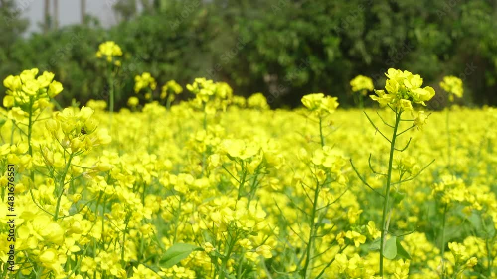 Yellow mustard flowers are blooming all over the field. Yellow flowers background. 4k video. Yellow mustard flowers are blooming all over the field. Yellow flowers background. 4k video.