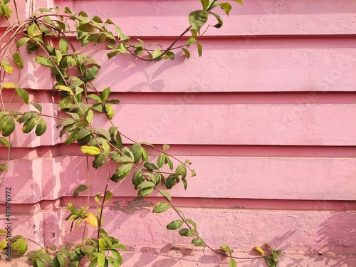 Beautiful green leaves in front of pink vintage wall