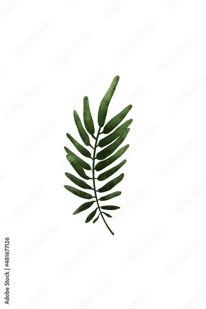 Mimosa branch leaf isolated on a white background