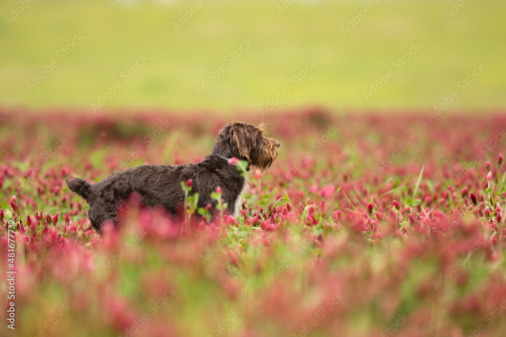 Rough-coated Bohemian Pointer is breed of versatile dog. Dog looking for catch in italian clover field. Help with hunt.