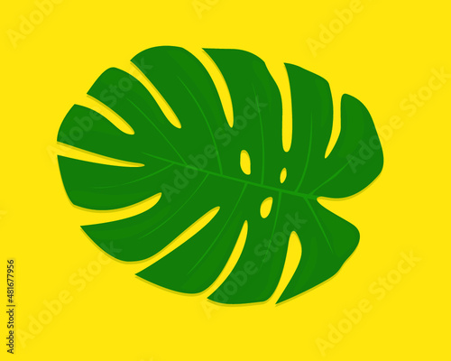 tropical monstera leaf isolated on a yellow background