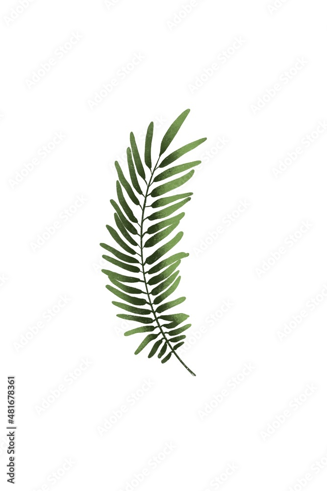 Mimosa leaf isolated on a white background Mimosa leaf isolated on a white background
