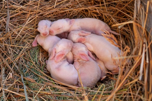 Five-day-old rabbits sleep in the nest. 5 day old baby rabbits.