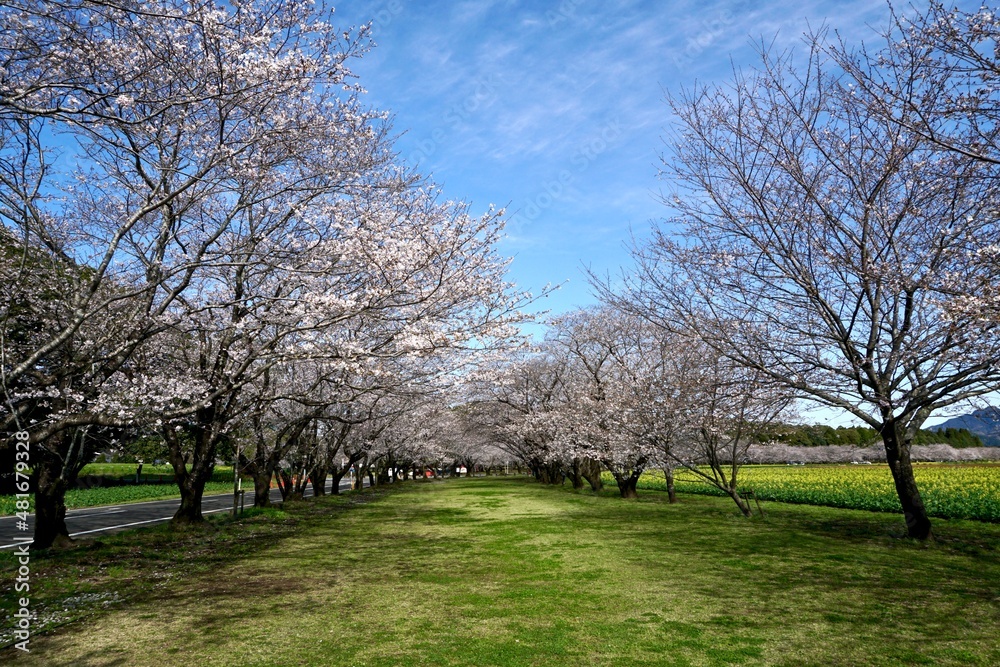 Obraz premium cherry blossom in spring japan