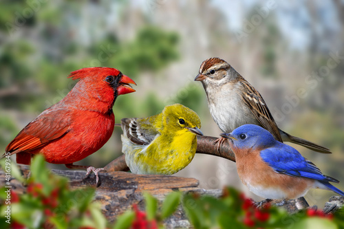 Variety of Louisiana Songbirds Perched in Garden Setting
