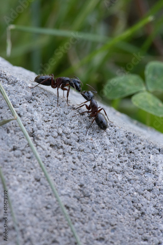 Ant kiss, macro Ameisen küssen sich, Makro © Fabrizio