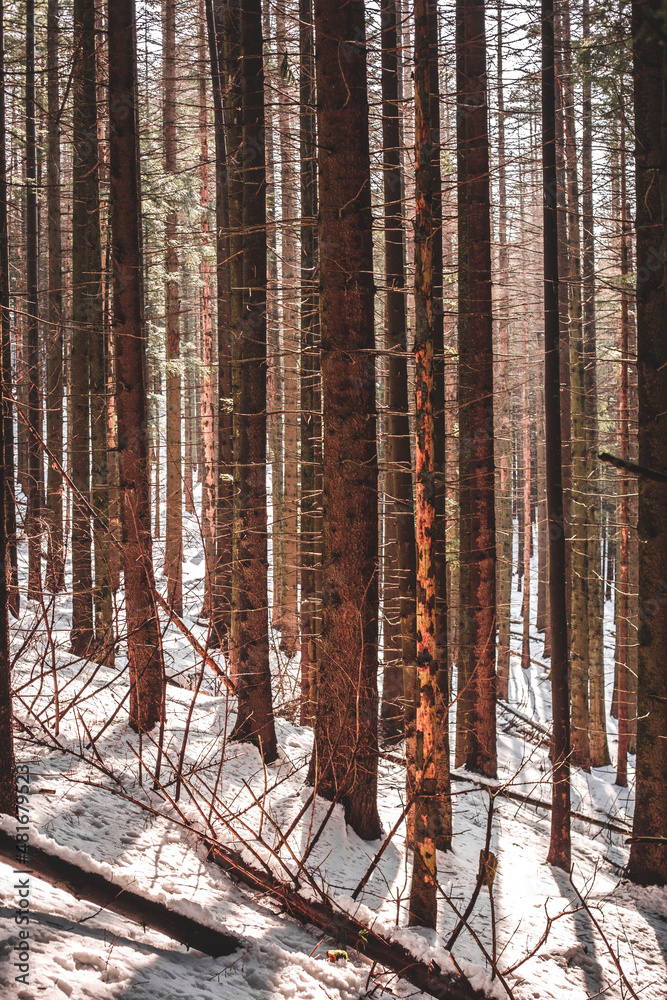 Obraz premium forest in winter