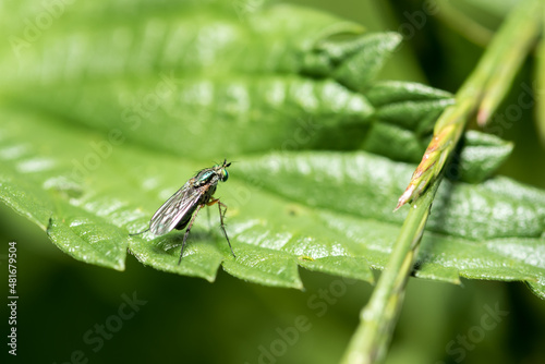 Insekt, Fliege, Makro, Blatt © Fabrizio