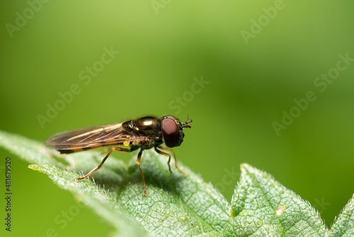 Fly, Insect, Macro