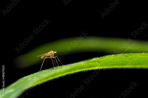 Mosquito, Mücke, Makro