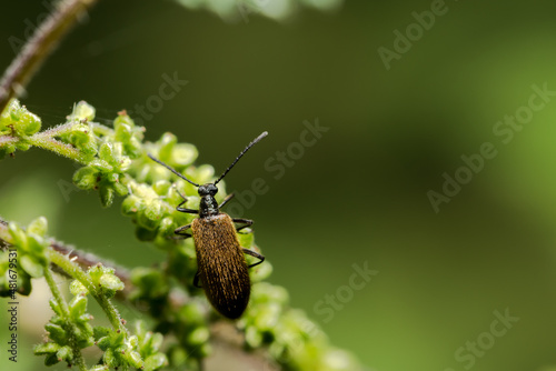 Beetle, Käfer, Makro
