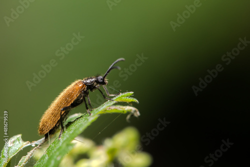 Beetle, Käfer, Makro