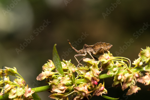 Käfer, Beetle, Makro