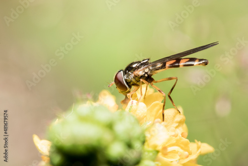 Insect, Fly