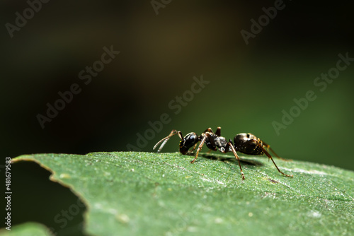 Ameise, Ant