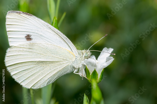 Schmetterling, Butterfly