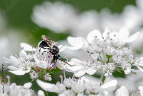 Insect, Flower