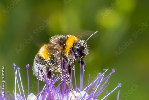 Bees