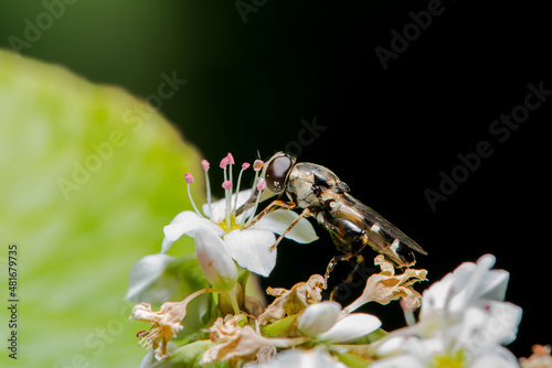 Insect