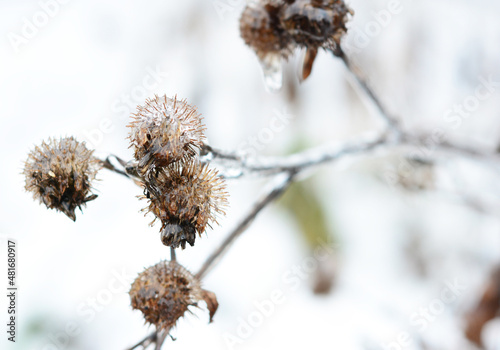 Fotografia A close-up of burdock burrs covered with ice what prevents wild birds eating burdock seeds in winter