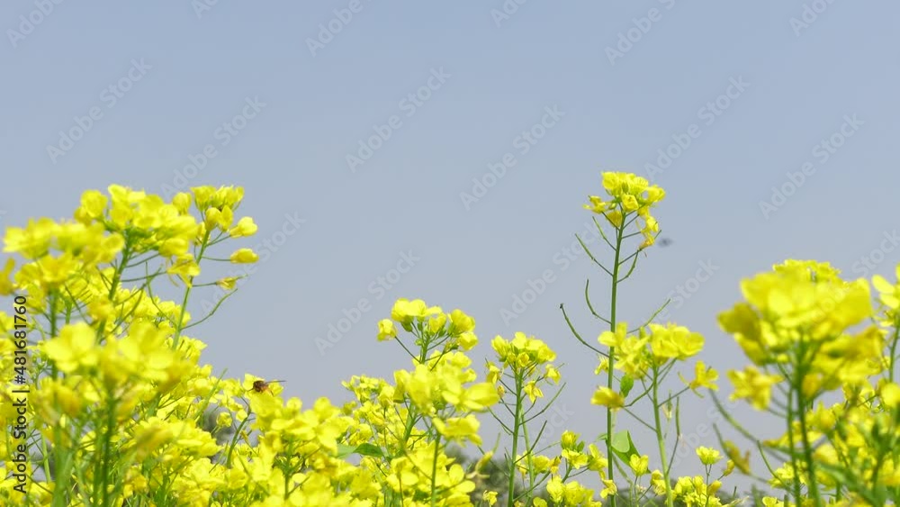 Yellow mustard flower buds are swaying in the wind against the sunlight in the sky. Close-up of flowers against sunlight and sky. Low angle shot of flower plants. 4k video. Yellow mustard flower buds are swaying in the wind against the sunlight in the sky. Close-up of flowers against sunlight and sky. Low angle shot of flower plants. 4k video.