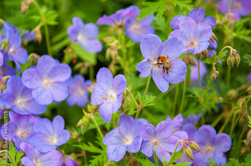 Summertime purple flowers in the garden.