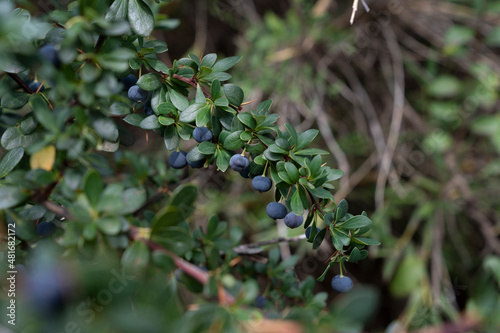 Fresh fruits. Closeup view of Berberis microphylla, also known as Calafate, green leaves and ripe blue berries growing in the kitchen garden.  photo