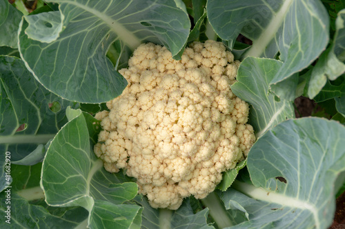 Cauliflower.