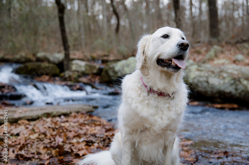 White Dog in the outdoors